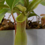 Tropical Pitcher Plant Nepenthes Alata Verdant Lyfe