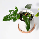 'Florida' Philodendron Houseplant Hybrid P. Squamiferum and P. Pedatum Verdant Lyfe in Selene ceramic planter