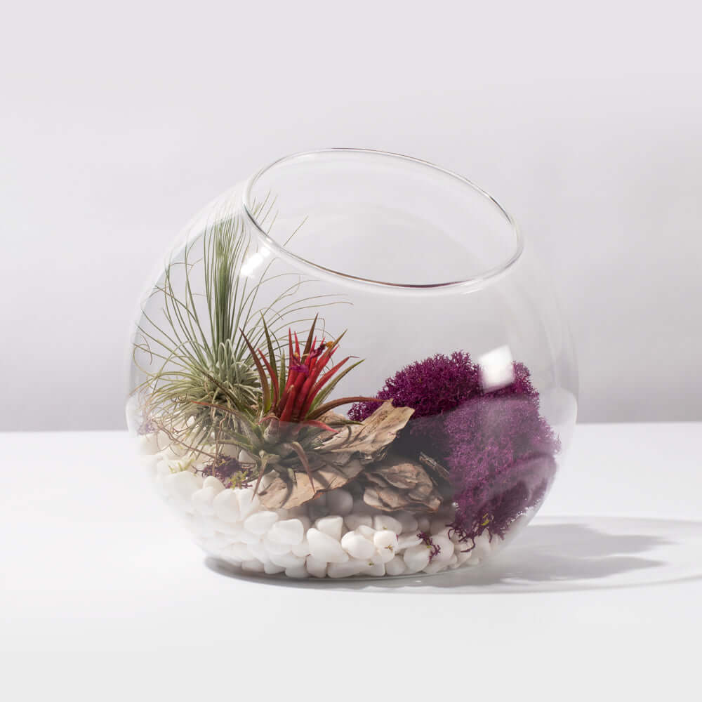Large Bubble Terrarium with Airplant Kit Tillandsia Grower&#39;s Choice Verdant Lyfe