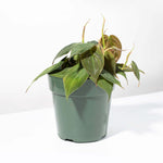 Velvet Leaf Philodendron Micans Vining Plant Verdant Lyfe