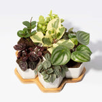 Grower's Choice Honeycomb 8 Piece Planter Set Verdant Lyfe