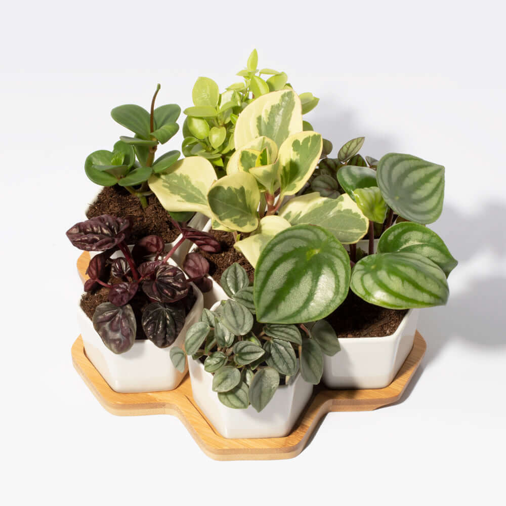 Grower&#39;s Choice Honeycomb 8 Piece Planter Set Verdant Lyfe