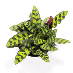 Calathea Rattlesnake Lancifolia Prayer Plant Verdant Lyfe