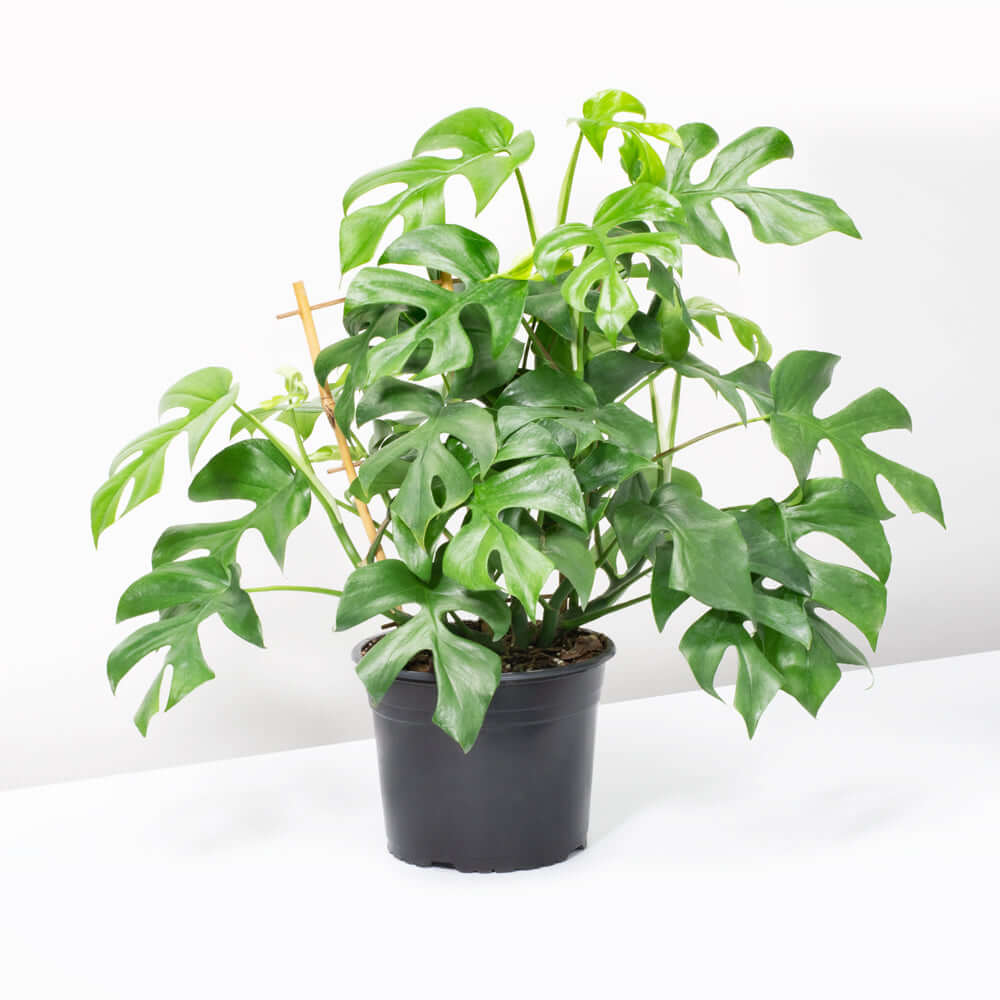 Rhaphidophora tetrasperma Mini Monstera Leaf Plant (Monstera Minima) Verdant Lyfe