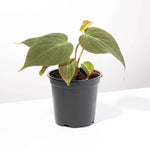 Velvet Leaf Philodendron Micans Vining Plant Verdant Lyfe