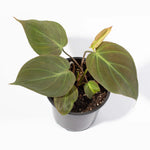 Velvet Leaf Philodendron Micans Vining Plant Verdant Lyfe