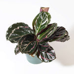 Calathea Roseopicta Dottie Pink Stripe Medallion Prayer Plant Verdant Lyfe