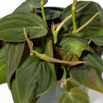 Velvet Leaf Philodendron Micans Vining Plant Verdant Lyfe