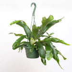 Staghorn Fern Platycerium bifurcatum (Elkhorn) Verdant Lyfe