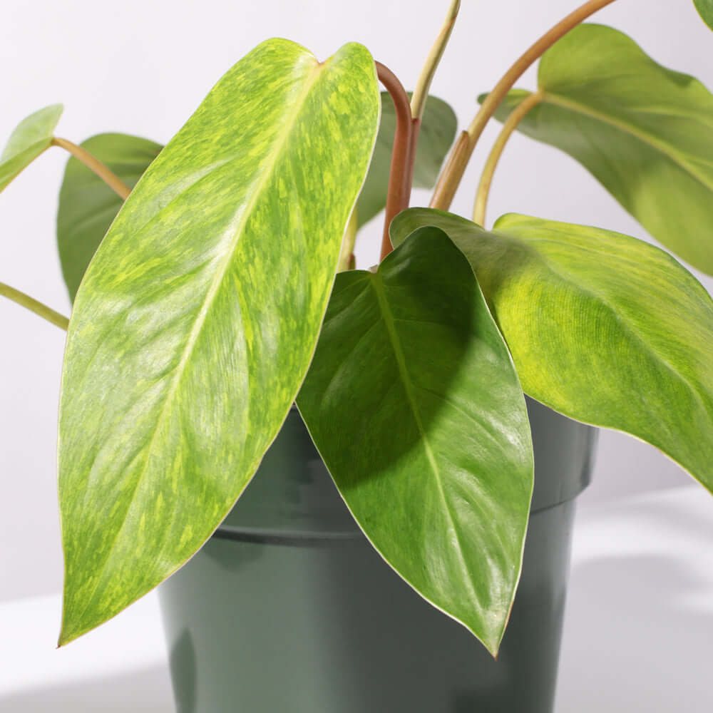 Philodendron Painted Lady Hybrid Climbing Plant Verdant Lyfe