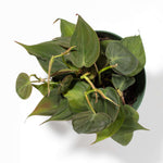 Velvet Leaf Philodendron Micans Vining Plant Verdant Lyfe