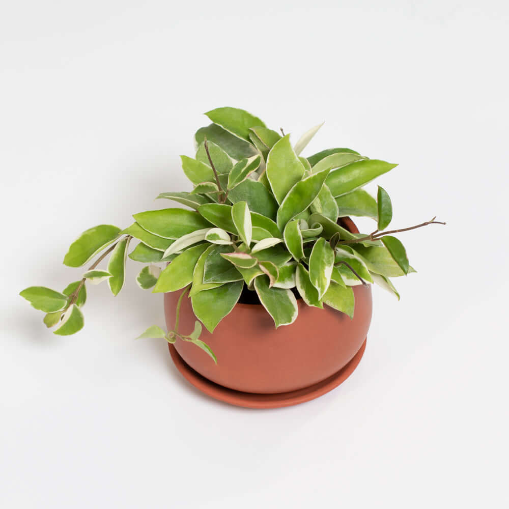 Hoya Krimson Queen Pink Plant