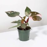 Philodendron erubescens 'Pink Princess' Gorgeous Variegated Houseplant Verdant Lyfe