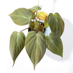 Velvet Leaf Philodendron Micans Vining Plant Verdant Lyfe