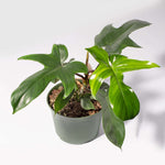 'Florida' Philodendron Houseplant Hybrid P. Squamiferum and P. Pedatum Verdant Lyfe