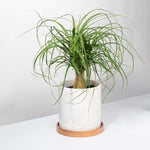 Red Ponytail Palm Beaucarnea guatemalensis Verdant Lyfe