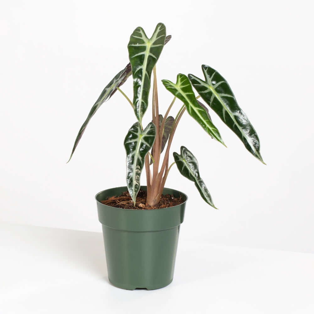 Alocasia Bambino