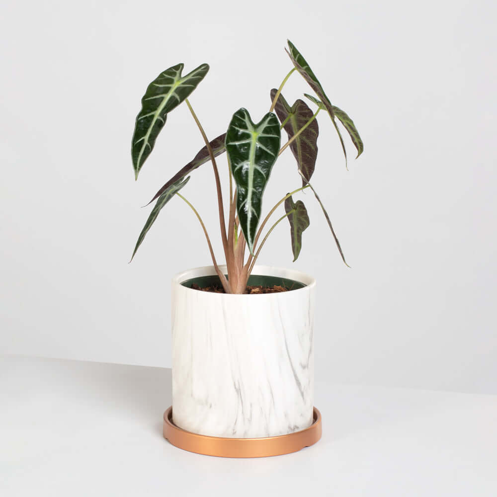 Alocasia Bambino
