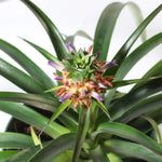 Mini Pineapple Plant 'Tiny Treasure' Ananas 'nanus' Ornamental Verdant Lyfe