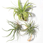 Tillandsia Grower's Choice Air Plant 3 Pack Bundle Verdant Lyfe