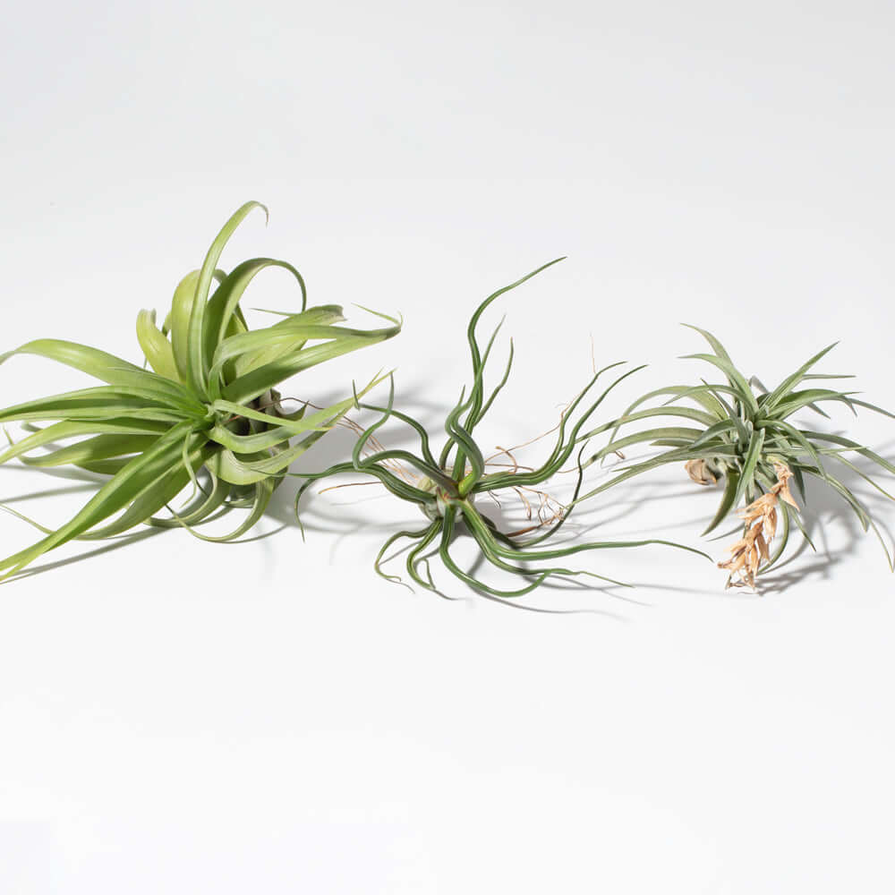 Tillandsia Grower&#39;s Choice Air Plant 3 Pack Bundle Verdant Lyfe