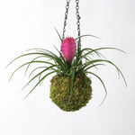 Pink Quill Airplant Tillandsia cyanea Verdant Lyfe