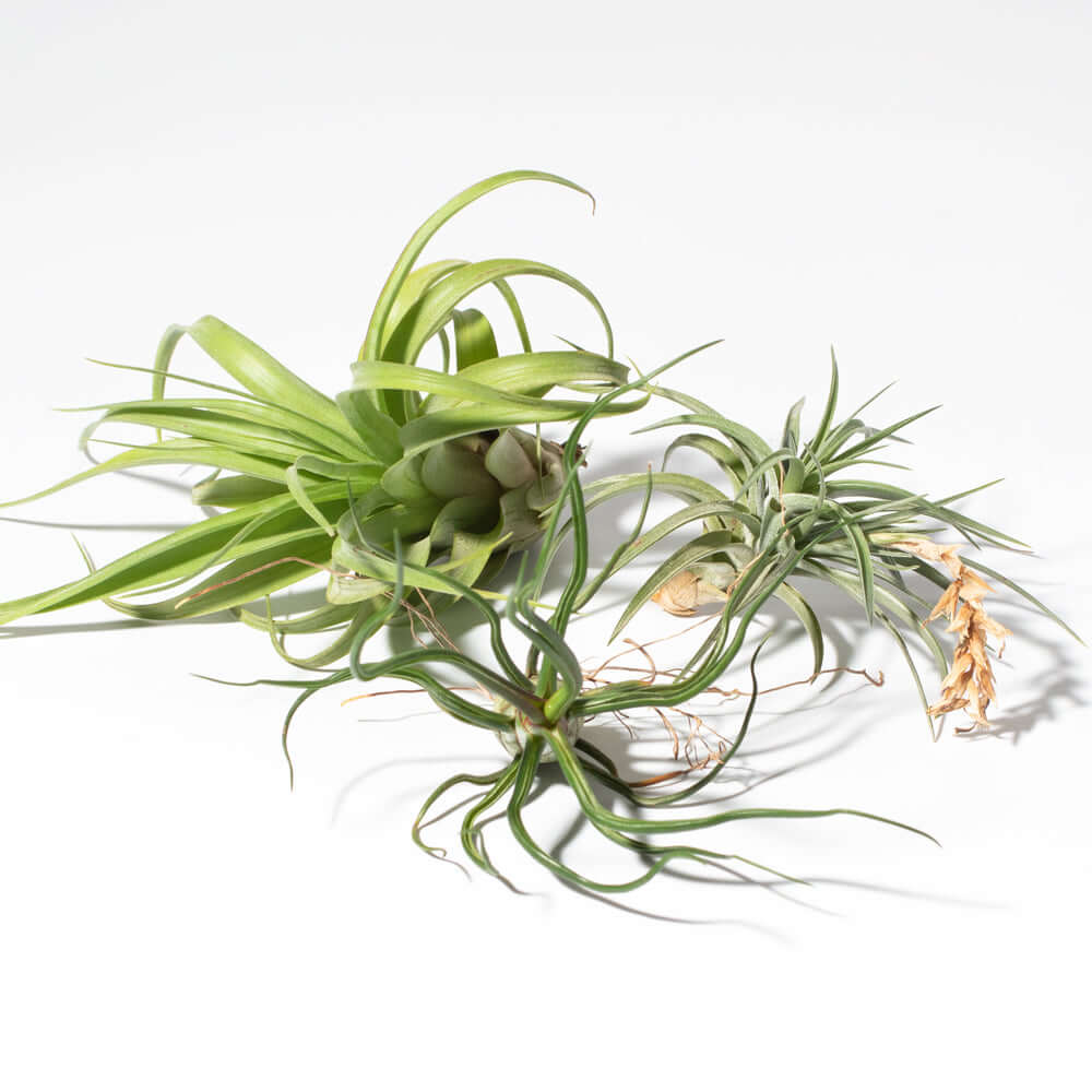 Tillandsia Grower&#39;s Choice Air Plant 3 Pack Bundle Verdant Lyfe
