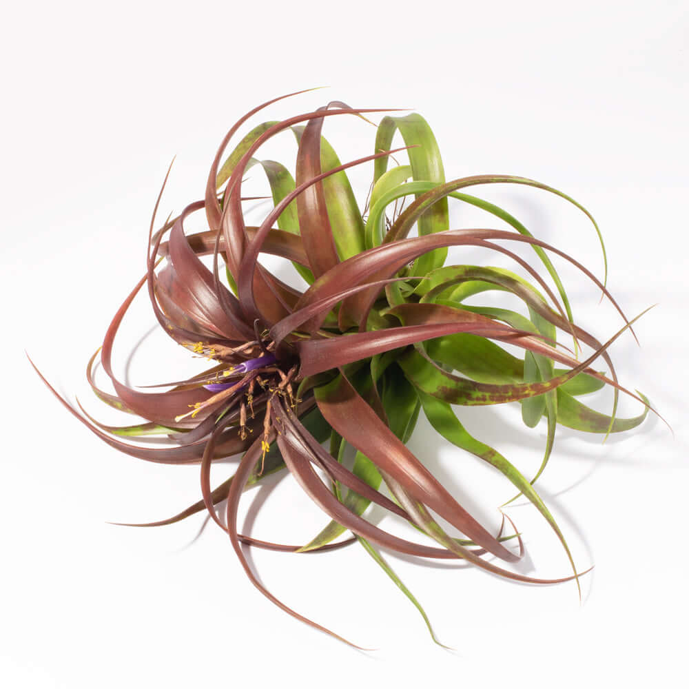 Air Plant 'Maroon' Tillandsia Brachycaulos Burgundy