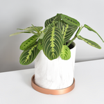 Maranta Lemon Lime Prayer Plant