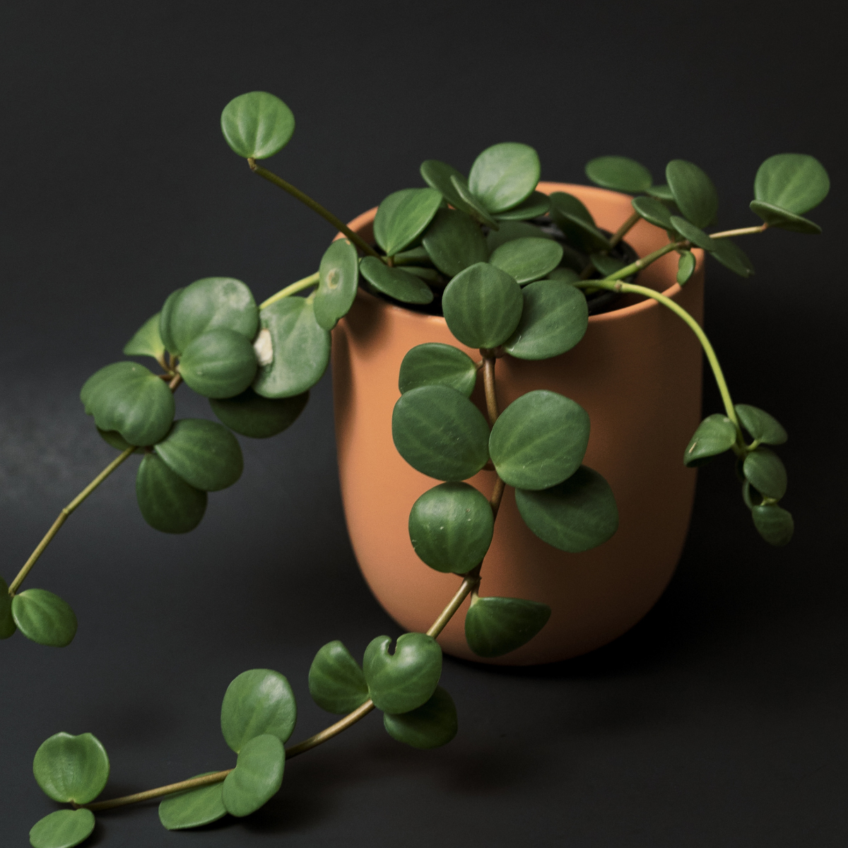 Peperomia Hope &#39;Trailing Jade&#39; Plant
