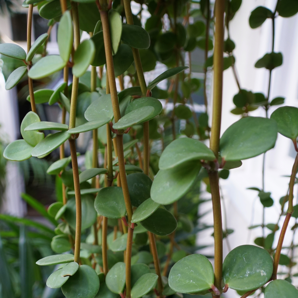 Peperomia Hope &#39;Trailing Jade&#39; Plant
