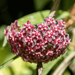 Hoya pubicalyx Splash Vining Plant Verdant Lyfe