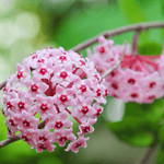 Hoya carnosa 'Compacta' Hindu Curly Rope Plant Krinkle Kurl Verdant Lyfe