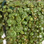 String of Turtles Trailing Plant