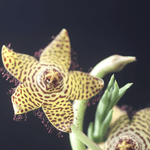 Stapelia Speciosa Orbea Starfish Succulent Verdant Lyfe