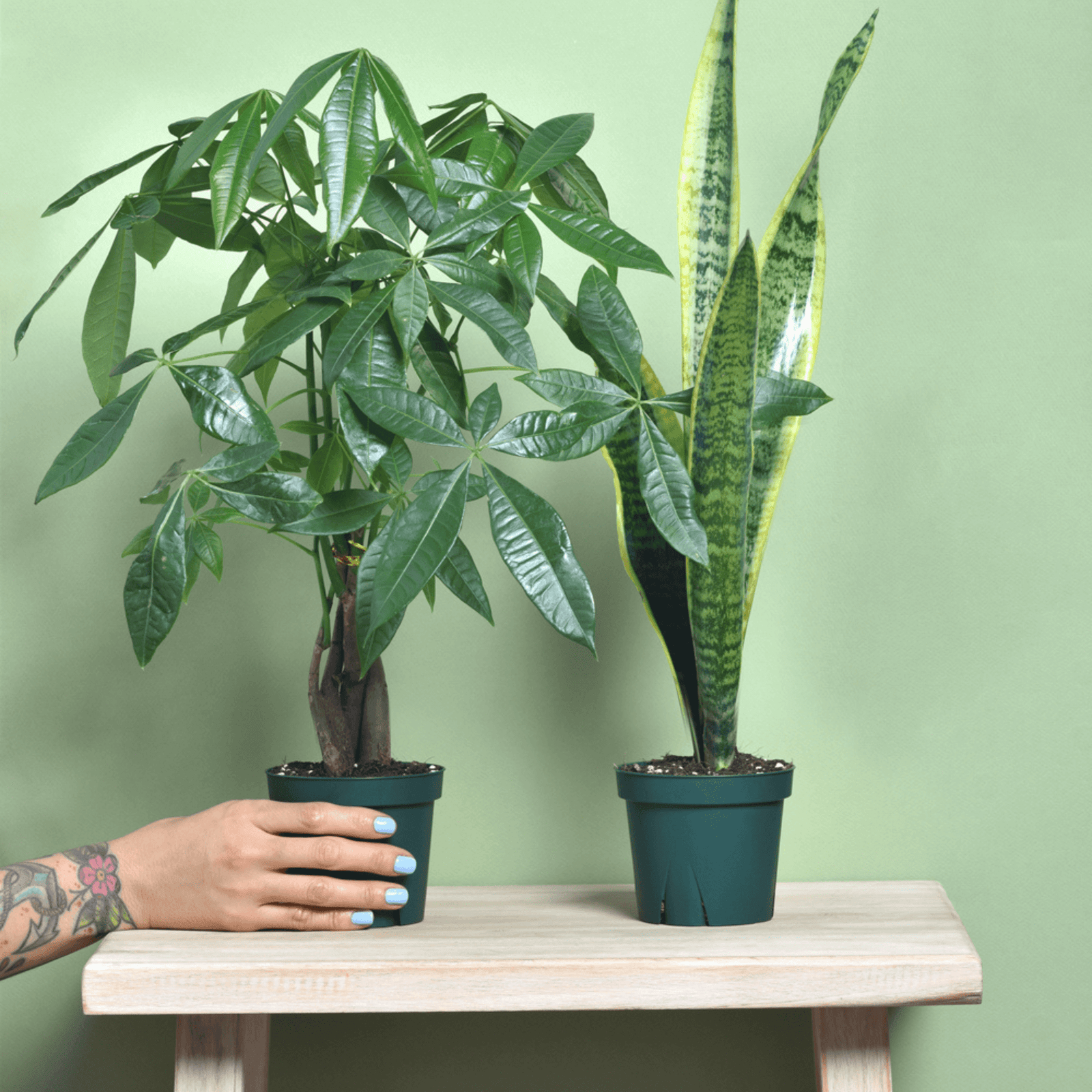 Easy Care Plant Bundle