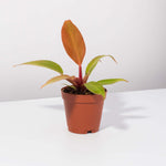 “Prince of Orange Plant” Philodendron Houseplant Verdant Lyfe