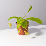 Tropical Pitcher Plant Nepenthes Alata Verdant Lyfe