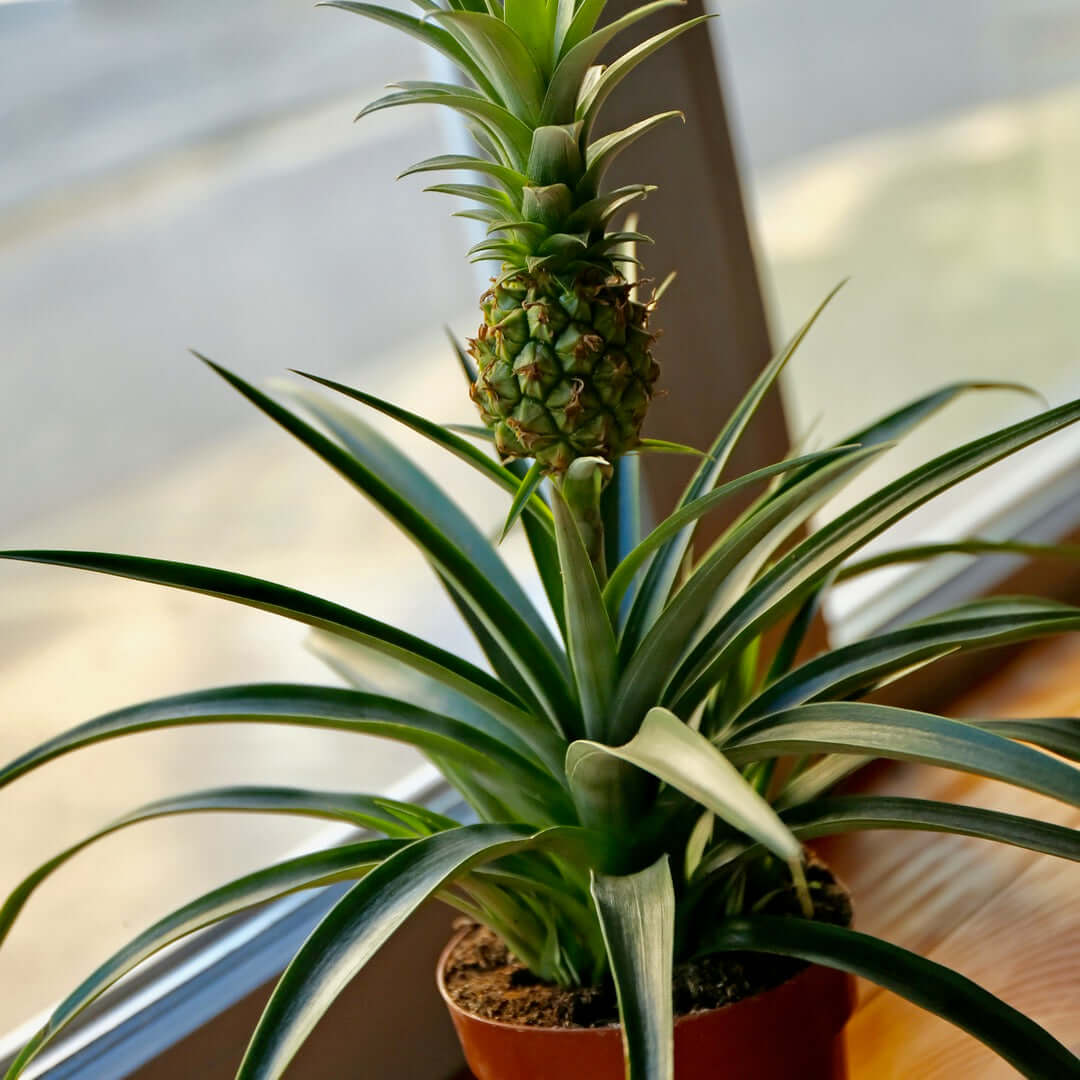 Mini Pineapple Plant &#39;Tiny Treasure&#39; Ananas &#39;nanus&#39; Ornamental Verdant Lyfe