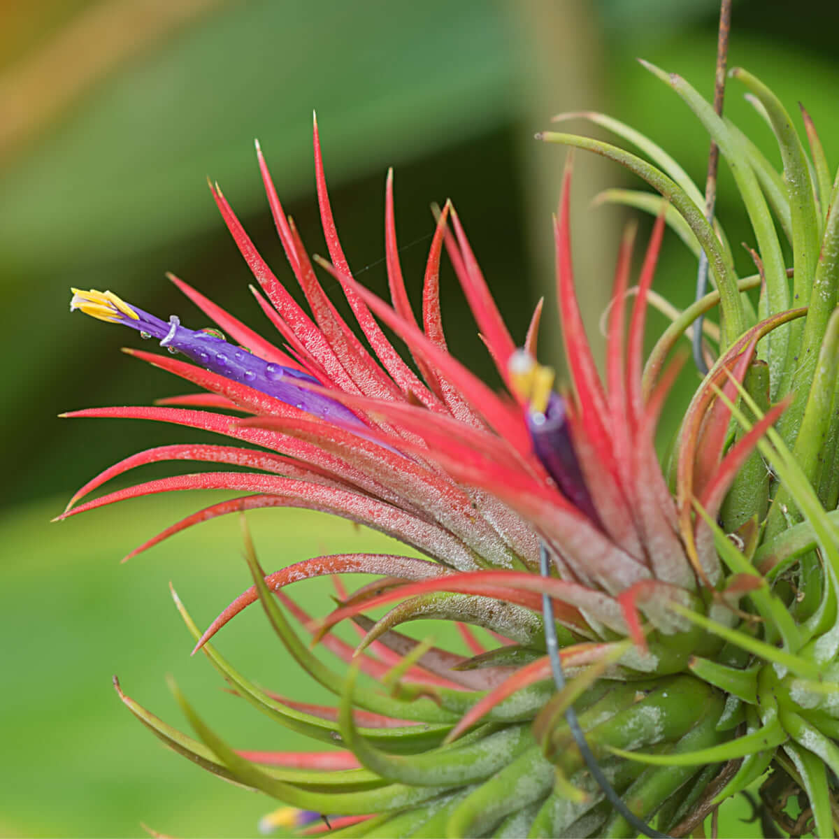 Airplant &#39;Maroon&#39; Tillandsia brachycaulos burgundy Verdant Lyfe close up view